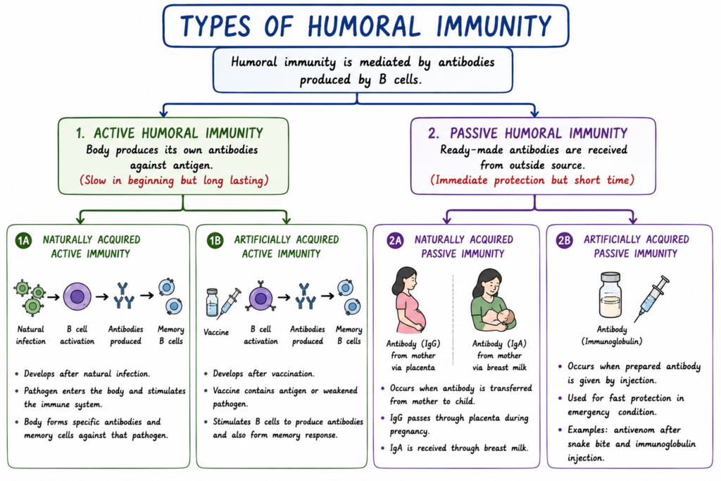 Types of Humoral Immunity