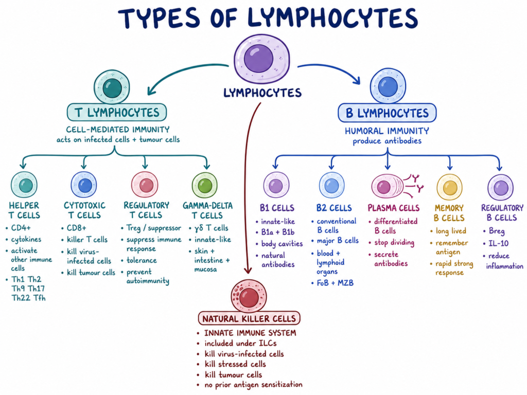 Types of Lymphocytes