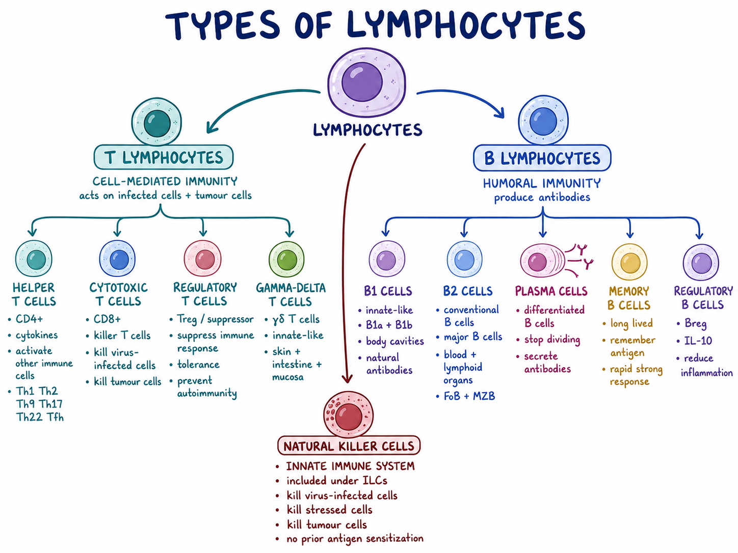 Lymphocyte Variations Lymphocytes - Definition, Development, Types and Functions