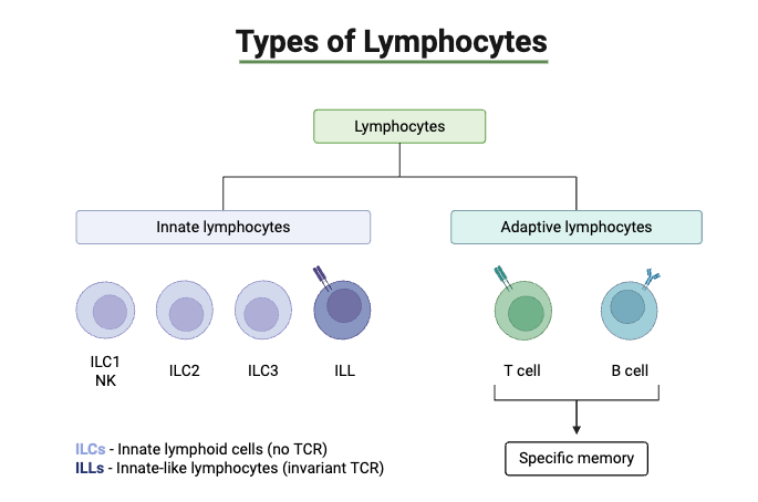 Types of Lymphocytes