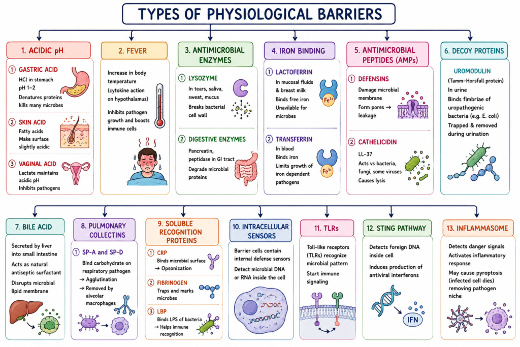 Types of Physiological Barriers