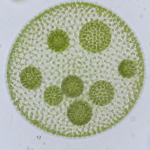 Volvox Colony Under Microscope