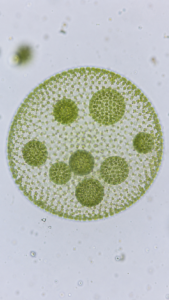 Volvox Colony Under Microscope