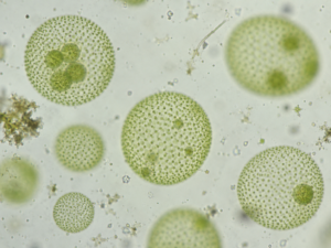 Green Volvox colonies in a freshwater wet mount under brightfield microscopy at 100×