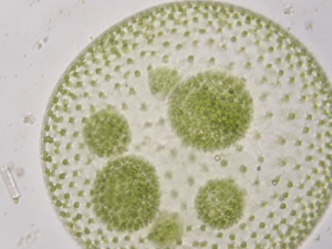 Volvox colony surface with numerous green somatic cells under brightfield microscopy at 400×