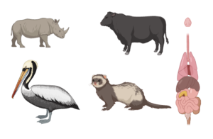 Zoology