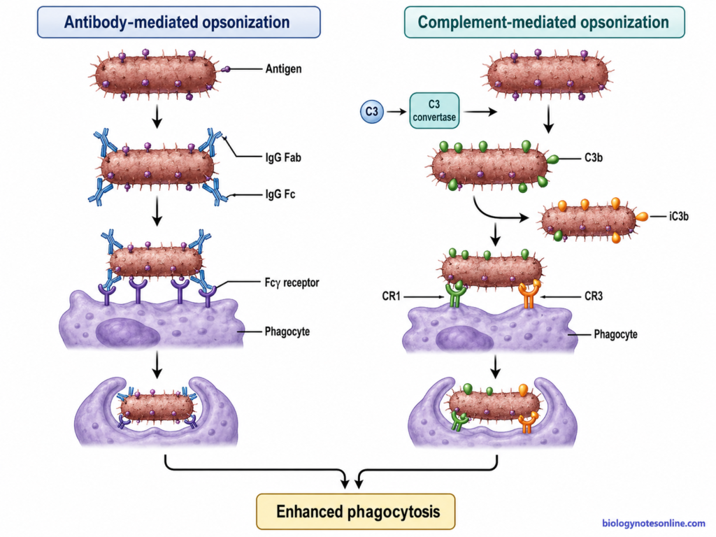 Comparison of antibody-mediated and complement-mediated opsonization showing IgG-Fc gamma receptor and C3b-iC3b complement receptor pathways.