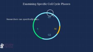 Synchronous Cell Culture Explained