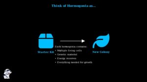 Algae Reproduction Methods Explained