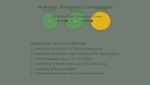 How Plants Grow Towards Light (Phototropism Explained)
