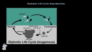 Algae Life Cycles Explained