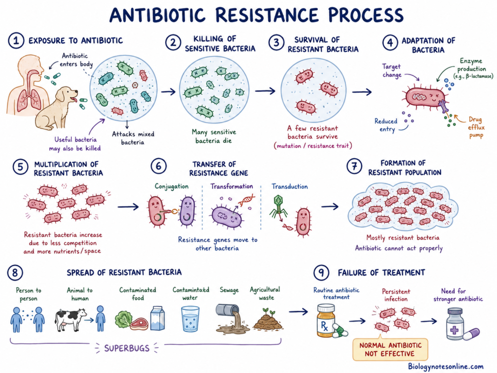 Antibiotic Resistance Process