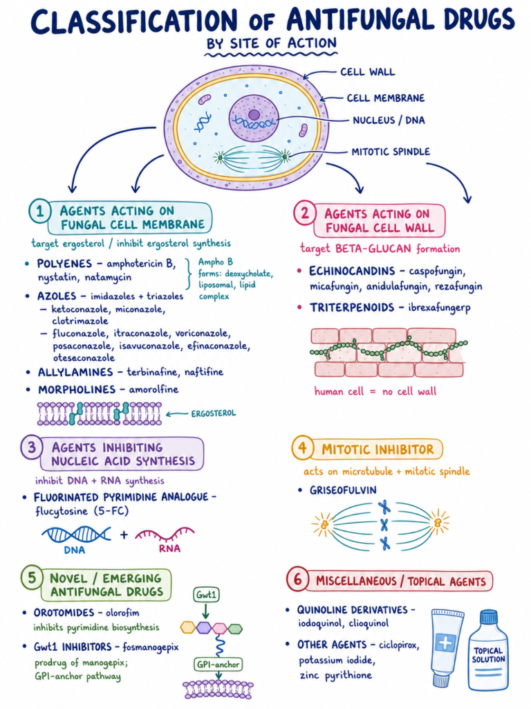 Classification of Antifungal Drug