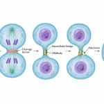 Sequential animal-cell cytokinesis showing contractile-ring constriction, cleavage-furrow formation, the midbody bridge, abscission, and two separated daughter cells.