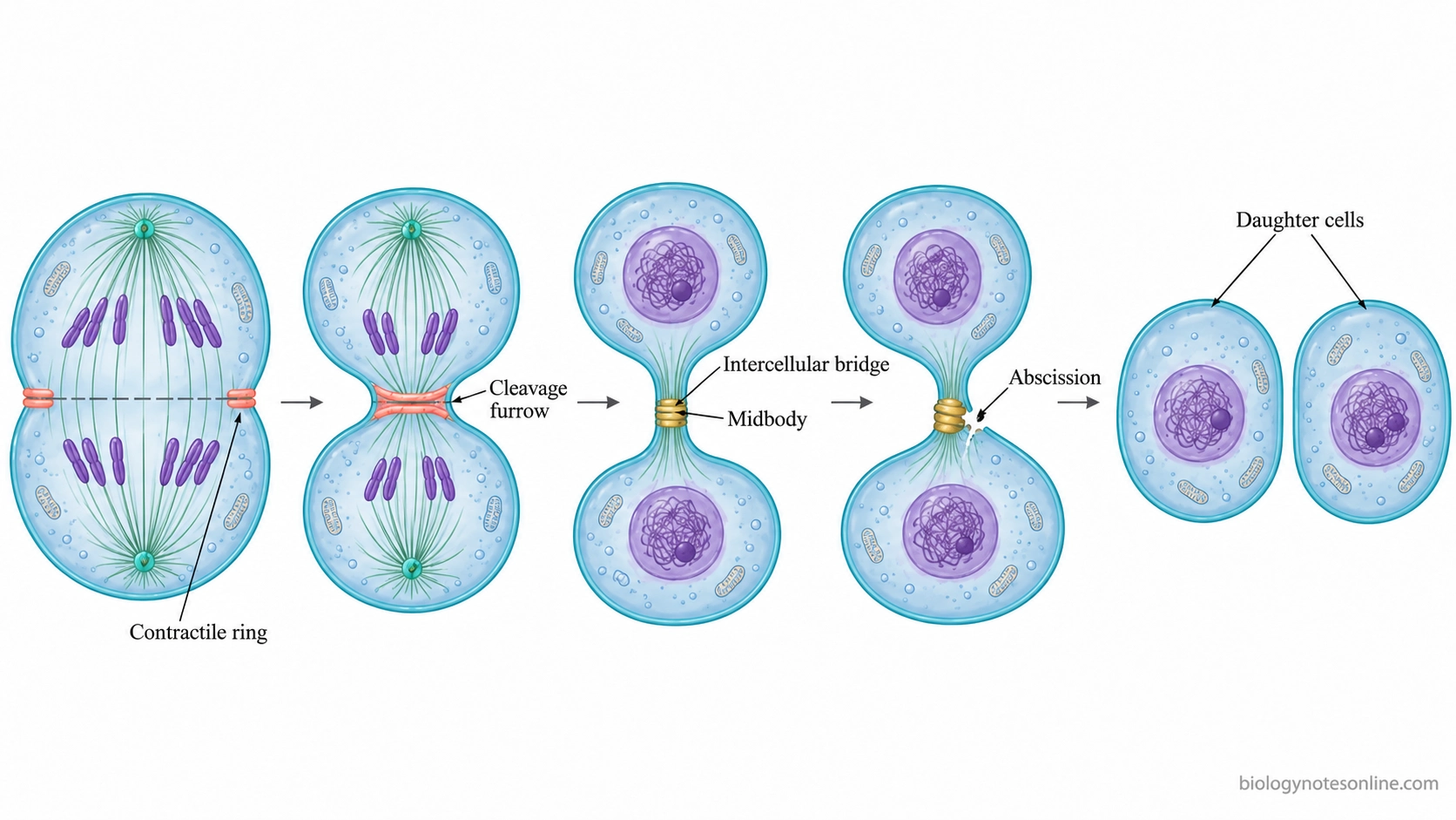 Sequential animal-cell cytokinesis showing contractile-ring constriction, cleavage-furrow formation, the midbody bridge, abscission, and two separated daughter cells.