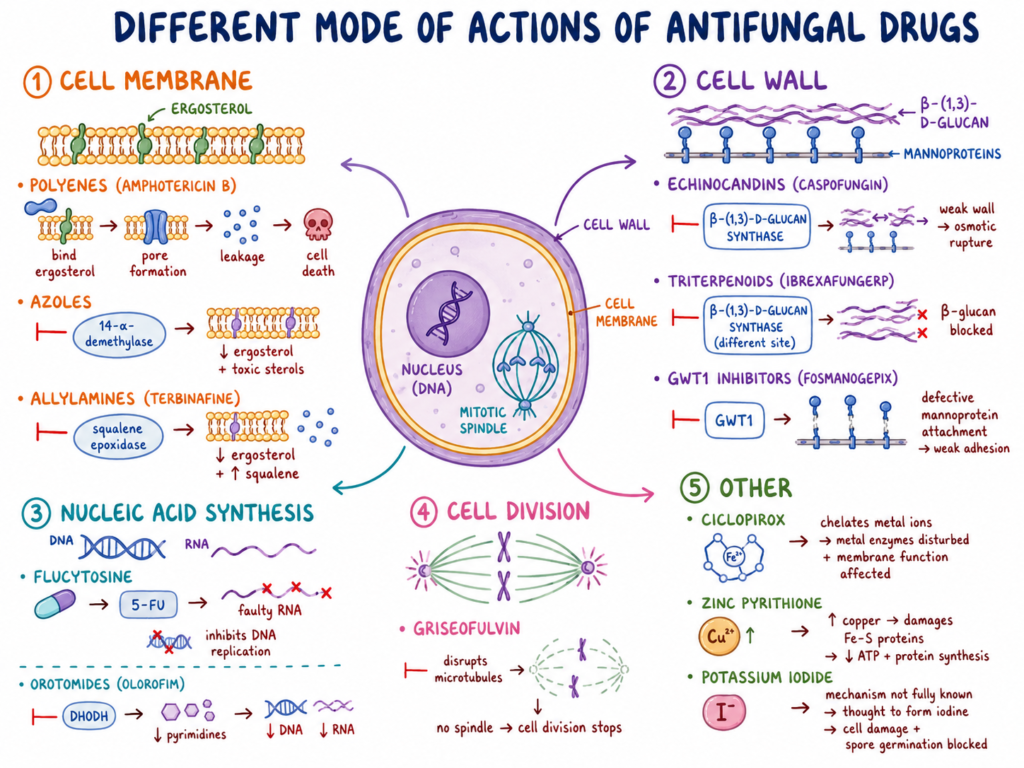 Different Mode of Actions of Antifungal Drug