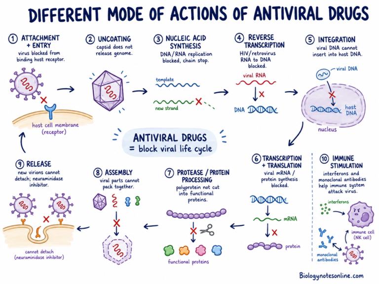 Different Mode of Actions of Antiviral Drug
