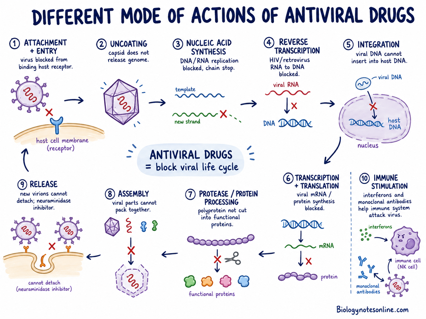 Different Mode of Actions of Antiviral Drug