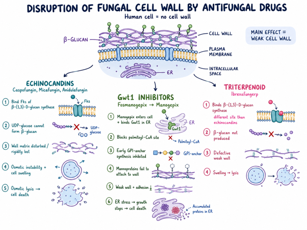 Disruption of the Cell Wall by Antifungal Drug