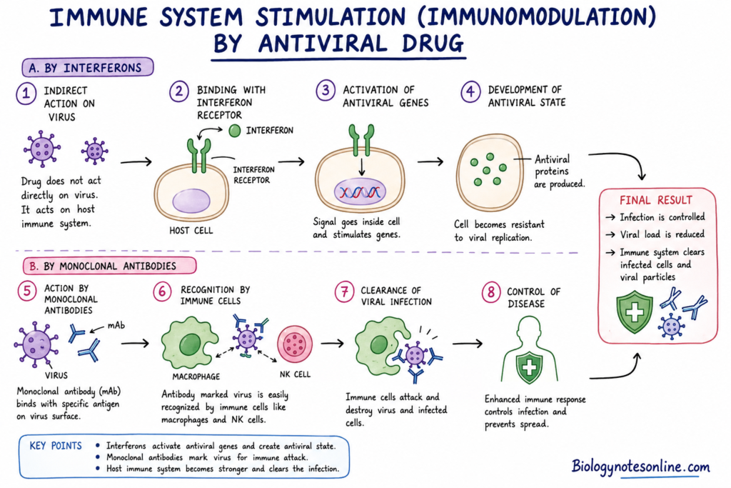 Immune System Stimulation (Immunomodulation) by Antiviral Drug