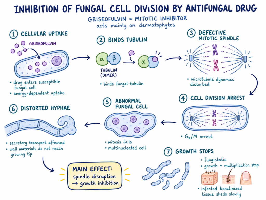 Inhibition of Cell Division by Antifungal Drug