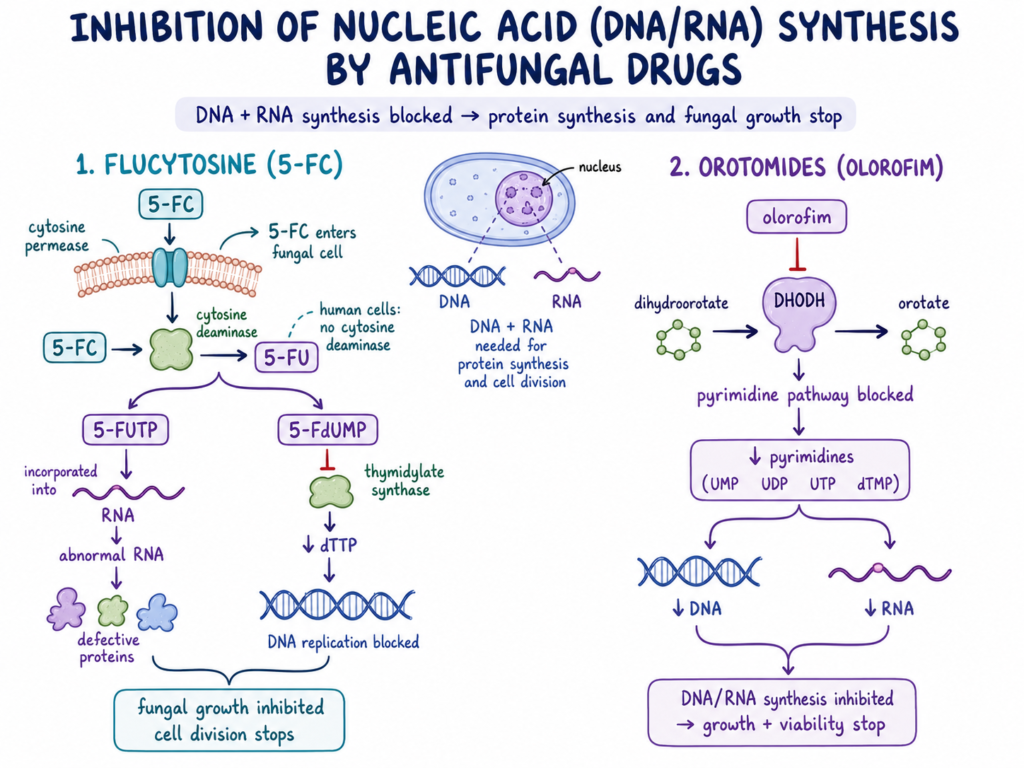 Inhibition of Nucleic Acid (DNA:RNA) Synthesis by Antifungal Drug
