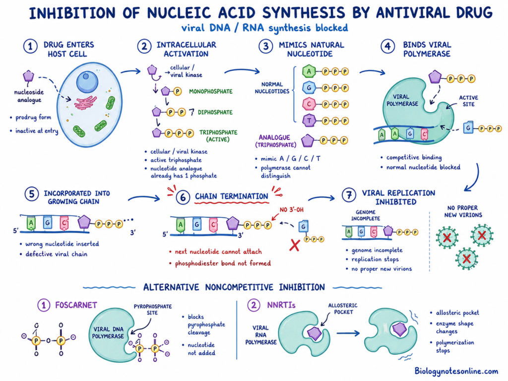 Inhibition of Nucleic Acid Synthesis by Antiviral Drug