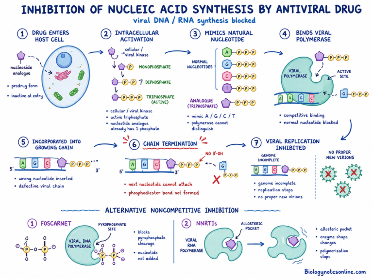 Antiviral Drug - Classification, Mode of Action, Examples