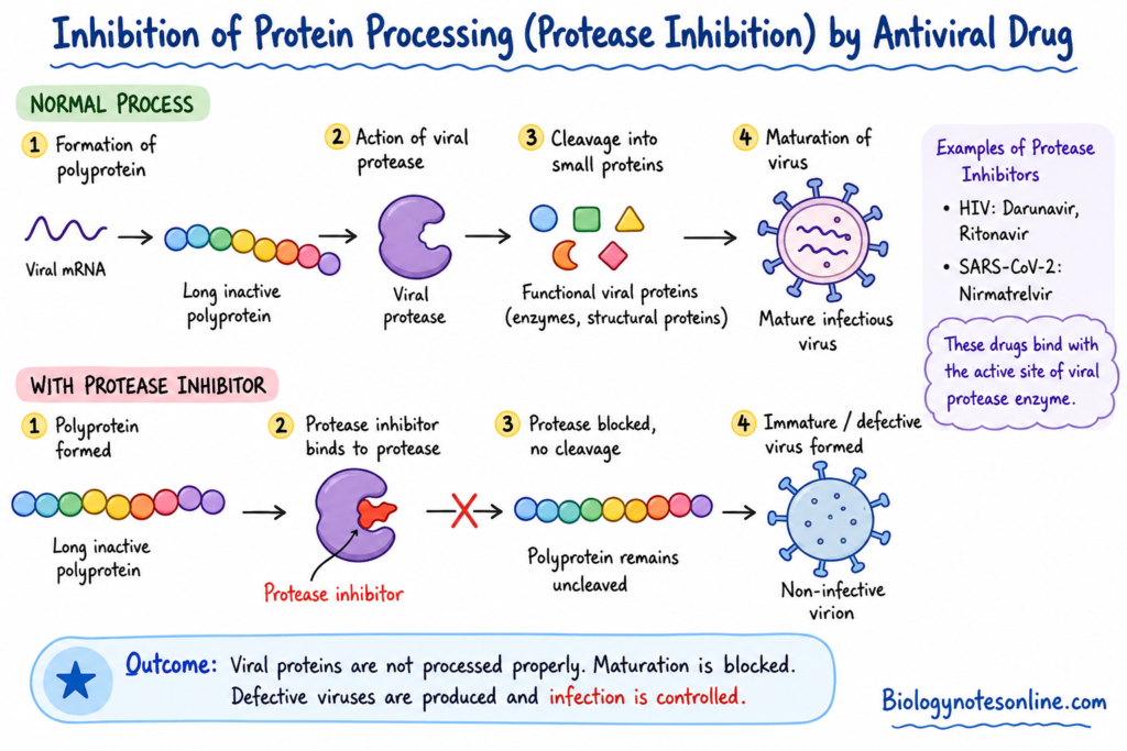 Inhibition of Protein Processing (Protease Inhibition) by Antiviral Drug