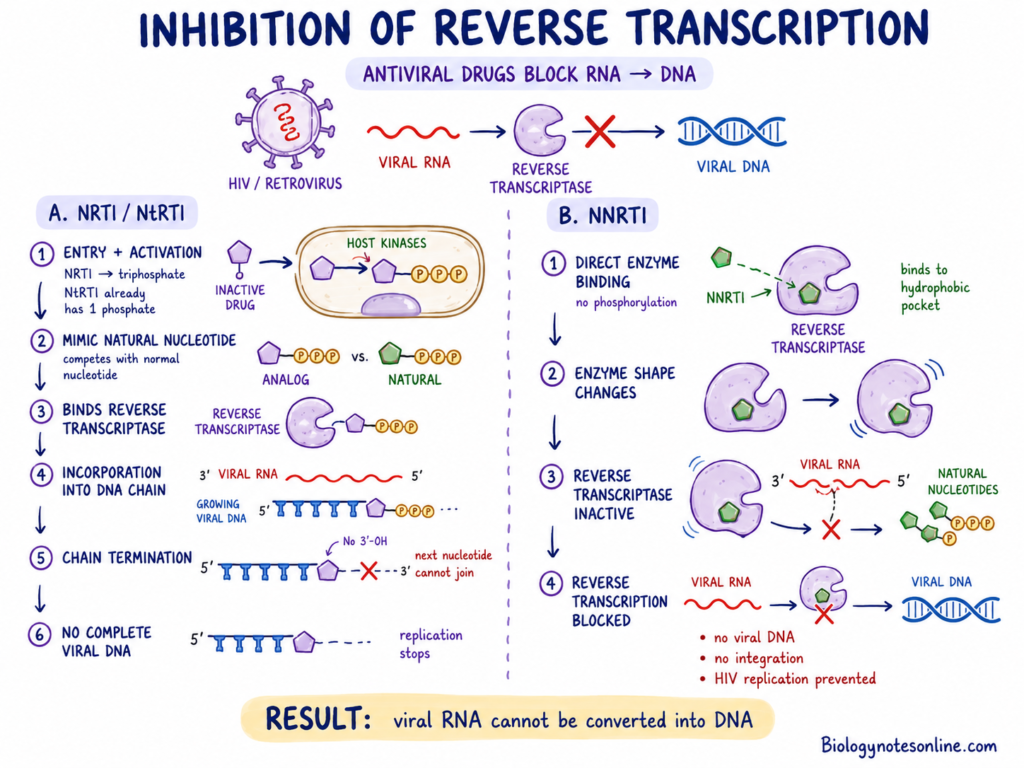 Inhibition of Reverse Transcription by Antiviral Drug