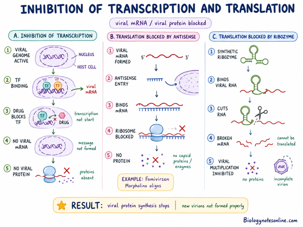 Inhibition of Transcription and Translation by Antiviral Drug