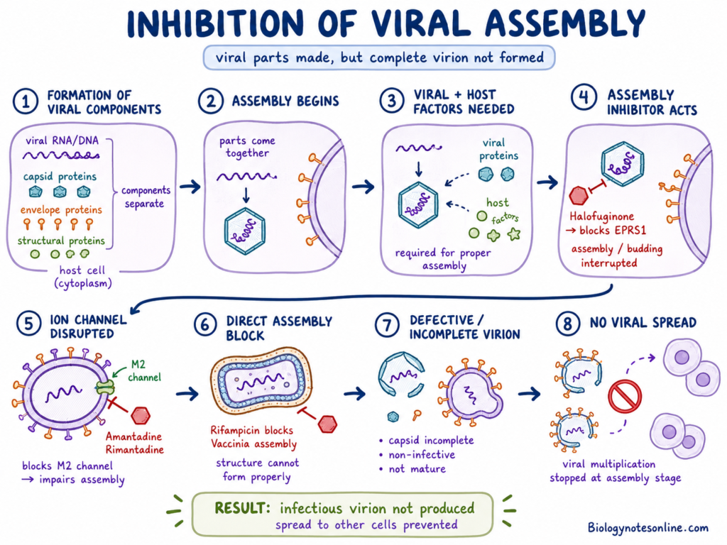 Inhibition of Viral Assembly by Antiviral Drug