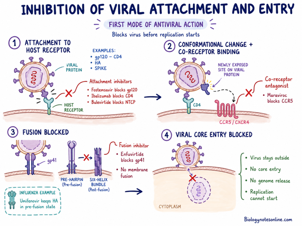 Inhibition of Viral Attachment and Entry by Antiviral Drug