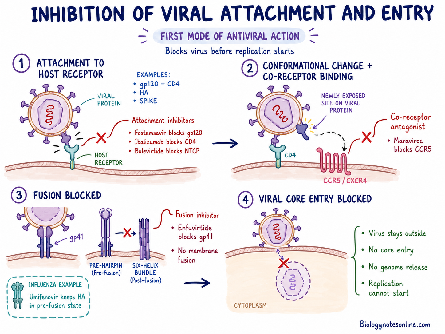 Antiviral Drug - Classification, Mode of Action, Examples