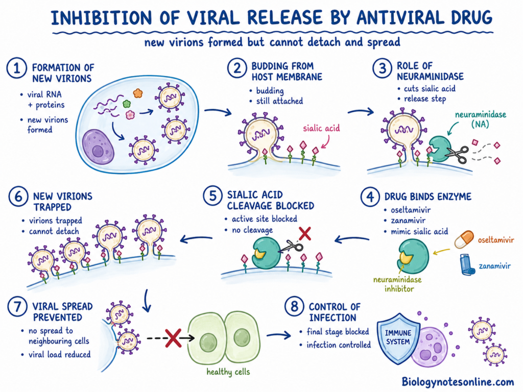 Inhibition of Viral Release by Antiviral Drug