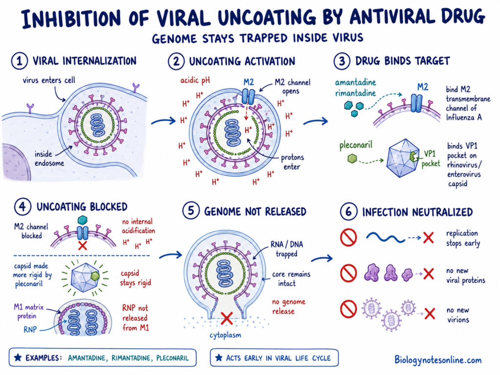 Inhibition of Viral Uncoating by Antiviral Drug