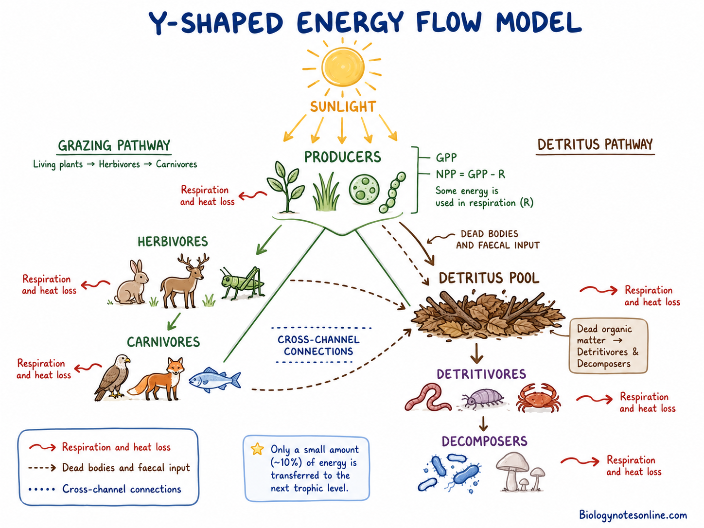 Labelled Y-Shaped Energy Flow Diagram