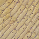 Microscopic view of onion peel cells-400x