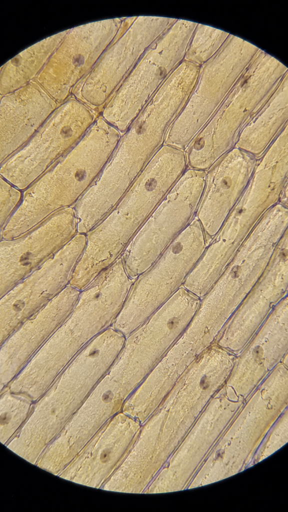 Microscopic view of onion peel cells 11 Microscopic view of onion peel cells-400x