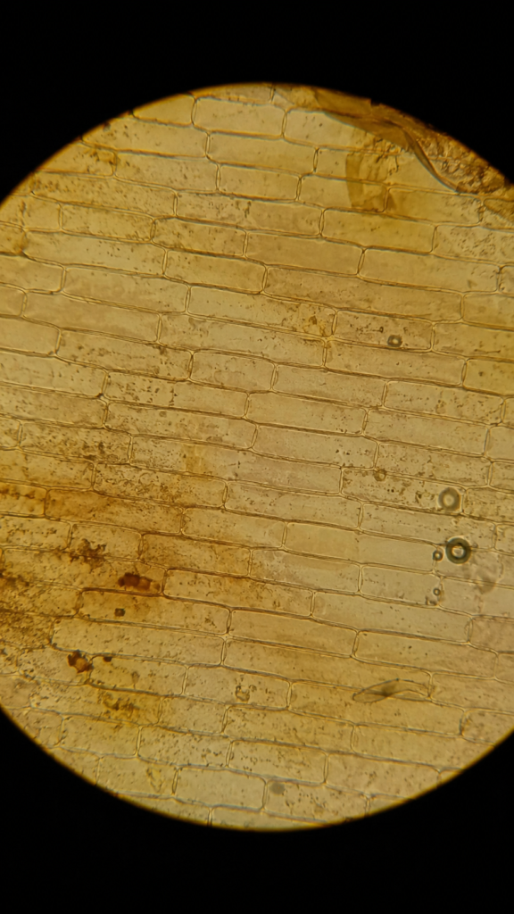 Microscopic view of onion peel tissu-40x