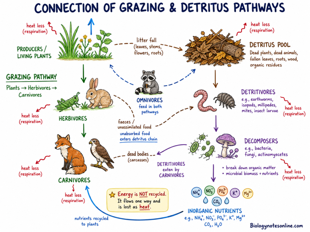 Schematic diagram showing How the Grazing and Detritus Pathways Are Connected