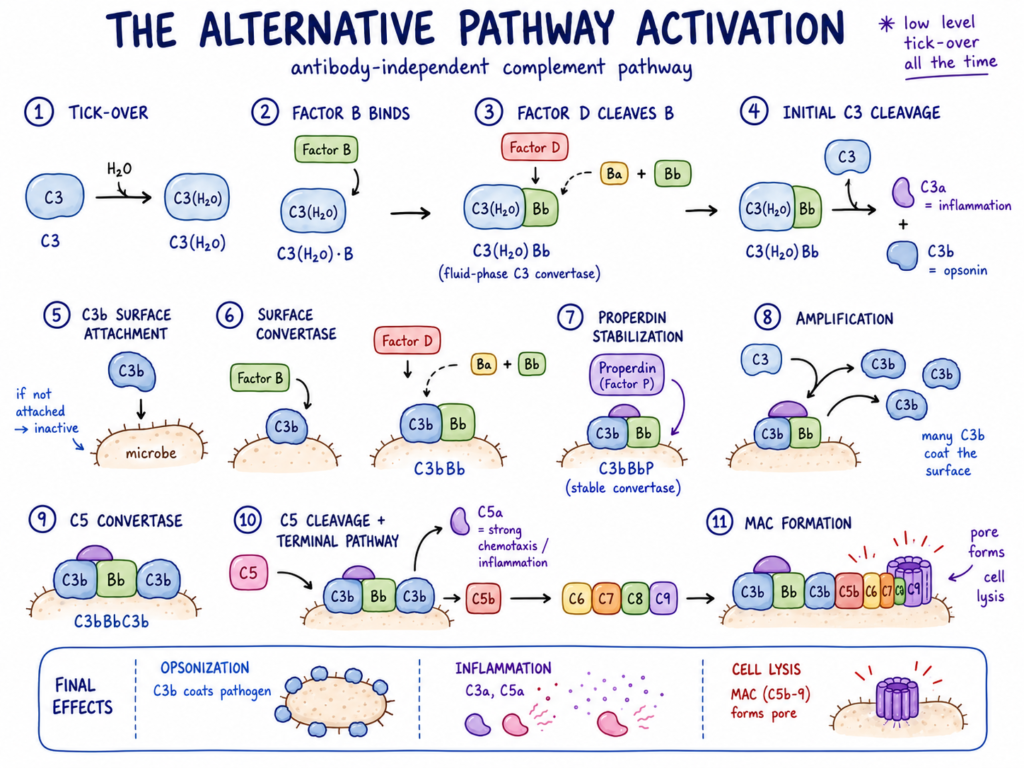 The Alternative Pathway Activation