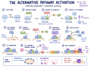 The Complement Pathway - Types, Activation, Functions, Regulation ...
