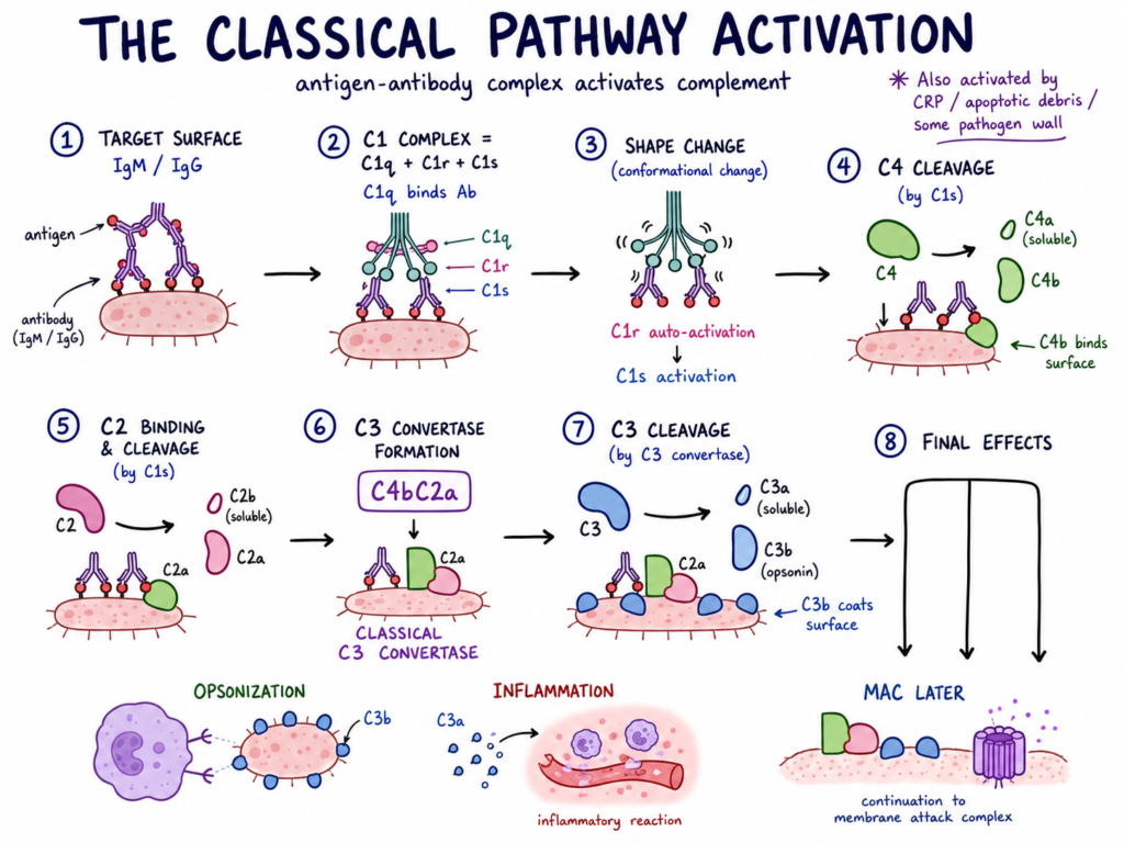 The Classical Pathway Activation
