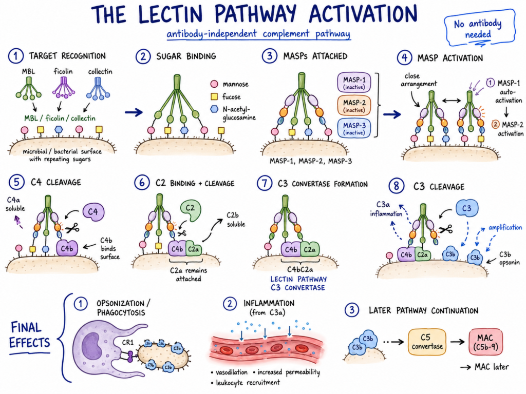 The Lectin Pathway Activation