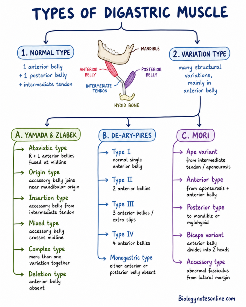 Types of Digastric Muscle