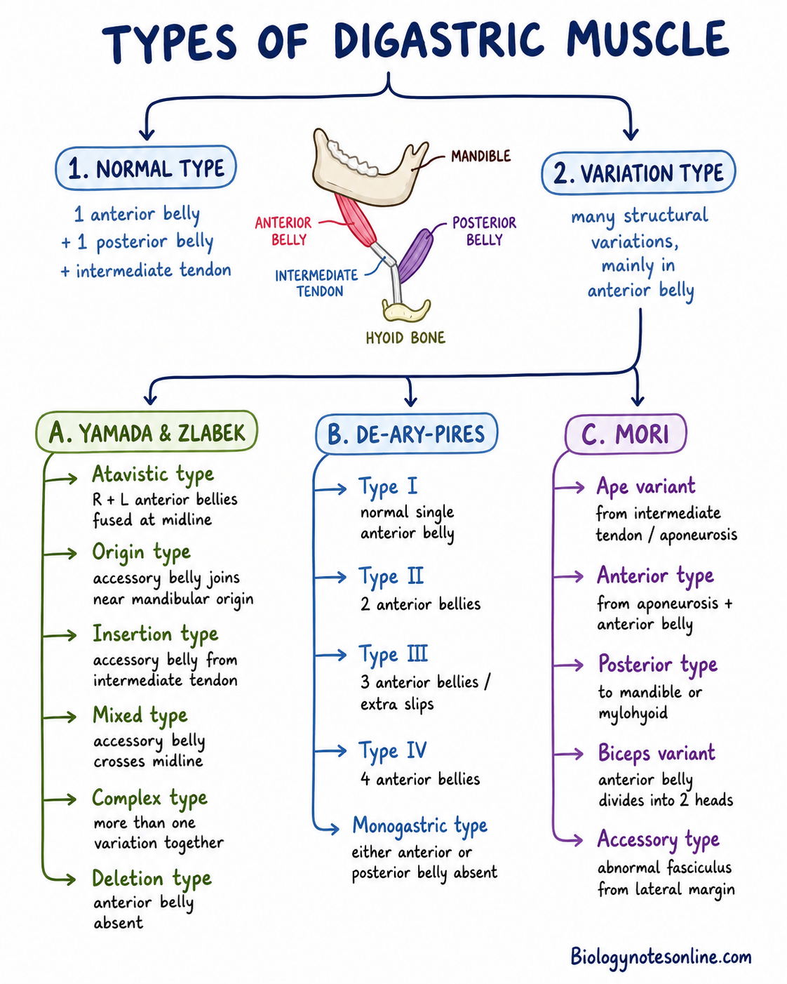 Digastric Muscle - Location, Structure, Types, Functions