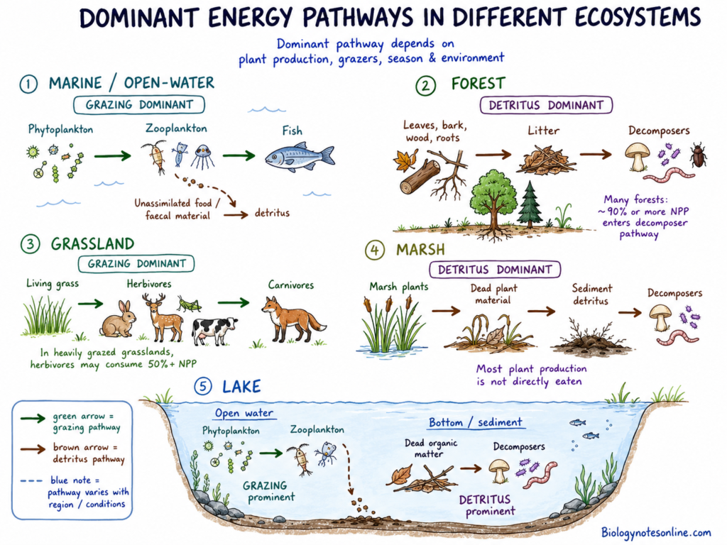 schematic illustration showing Dominant Energy Pathways in Different Ecosystems