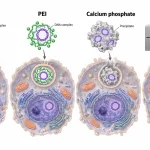 Four transfection methods showing lipid–DNA complexes, PEI–DNA complexes, calcium phosphate precipitates, and electrical delivery of DNA into cells.