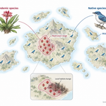 Biogeographic diagram showing an endemic species restricted to one region and a native species naturally distributed in that region and elsewhere.